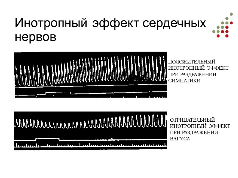 Инотропный эффект сердечных нервов ПОЛОЖИТЕЛЬНЫЙ ИНОТРОПНЫЙ ЭФФЕКТ ПРИ РАЗДРАЖЕНИИ СИМПАТИКИ ОТРИЦАТЕЛЬНЫЙ ИНОТРОПНЫЙ ЭФФЕКТ ПРИ